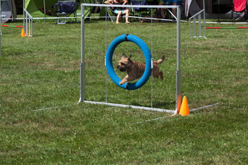 Agility