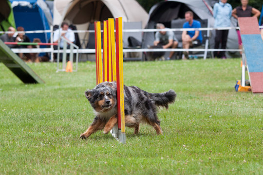 Hundesport