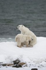Plakat Polar bear with a cubs in the tundra. Canada. An excellent illustration.