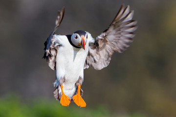 Puffin