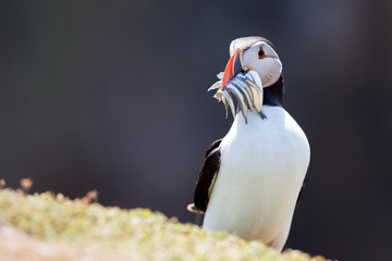 Puffin