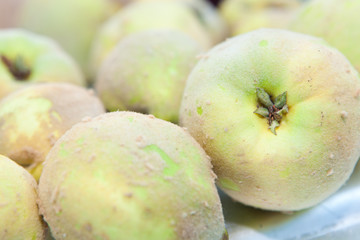 quince harvest