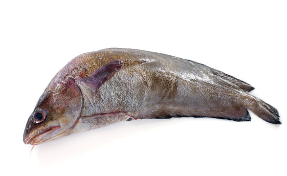 Forkbeard fish
