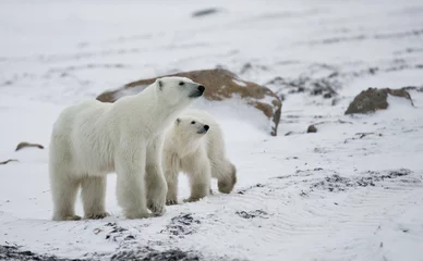 Fotobehang Polar bear with a cubs in the tundra. Canada. An excellent illustration. © gudkovandrey