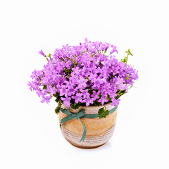 Campanula pink bell flower isolated on white background