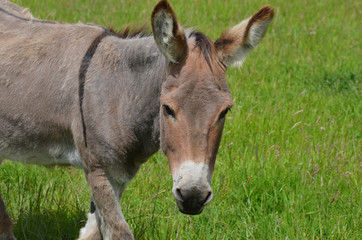Close-up of a grey donkey in a meadow
