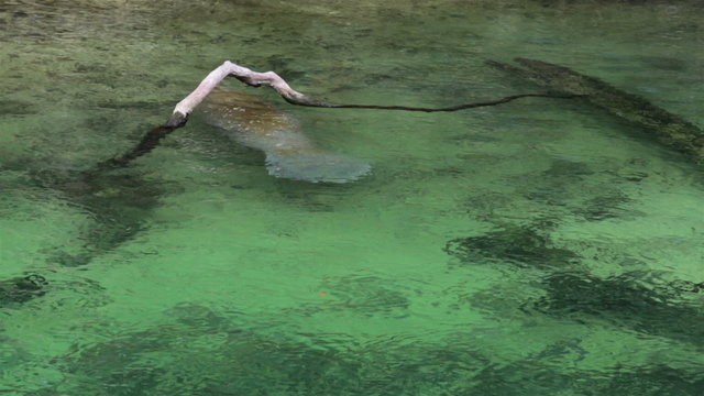 Manatee swims under log Florida HD 1960