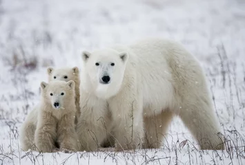 Photo sur Plexiglas Ours polaire Ours polaire avec des oursons dans la toundra. Canada. Une excellente illustration.