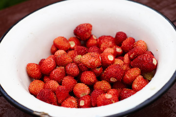 Harvest of strawberry in the country