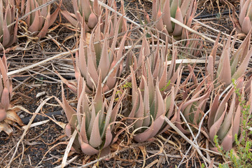 Aloe plant