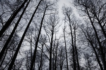 Bare trees