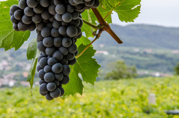 Vigneti e grappoli di uva rossa nelle colline di toscana e veneto