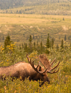 Fototapeta Moose