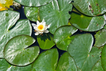 Water lily flower on lake