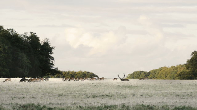 Red deer,&nbsp;Cervus elaphus roaring during the mating season in autumn

