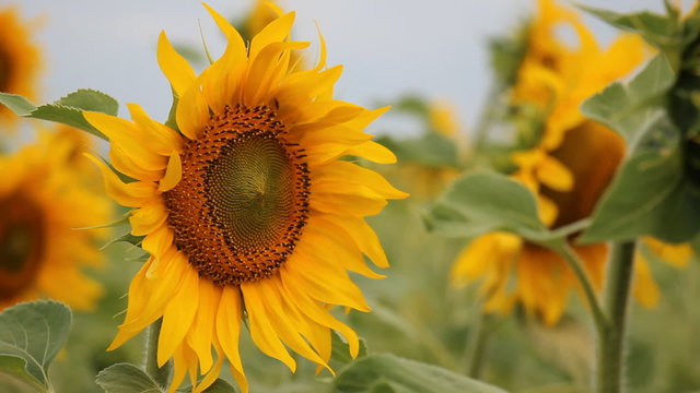 Close-up of a sunflower in the wind in a sunflowers field