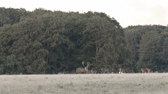 Red deer,&nbsp;Cervus elaphus roaring during the mating seasen in autumn
