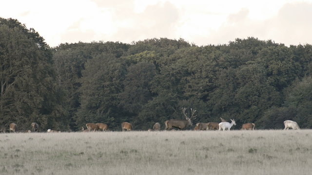 Red deer,&nbsp;Cervus elaphus roaring during the mating seasen in autumn
