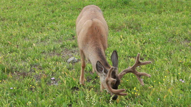 Buck deer graze mountain meadow P HD 0530