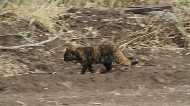 Cat walking hunting mouse slow P HD 8507