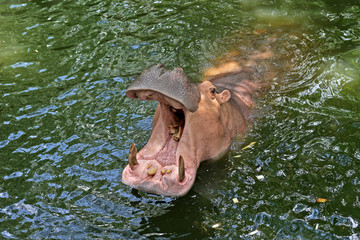 Fototapeta premium hippopotamus open mouth waiting for food