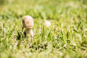 Mushroom on the floor, growthing up on the meadow field