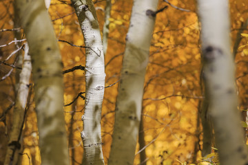 Beautiful fall color in California