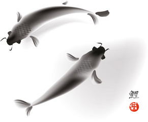 Couple of koi carp