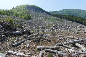 森林伐採　環境破壊　地球温暖化