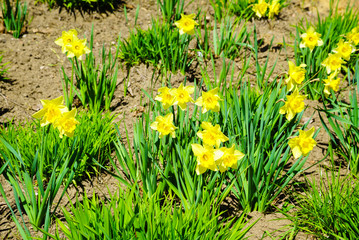 Yellow daffodils flowers in garden. Nature.