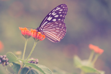 Vintage butterfly and orange color flower in spring. Vintage ret
