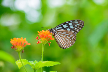 Blue butterfly fly in morning nature.