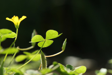 clovers sunbathing #2