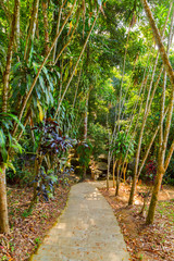 road in tropical rainforest - jungle