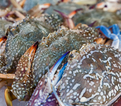 Assorted crabs