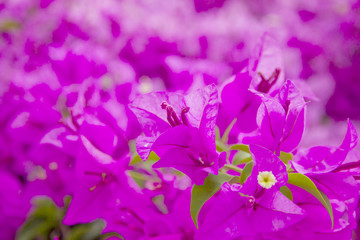 Fototapeta na wymiar Stock Photo:.Pink Bougainvillea flower isolated on white backgro