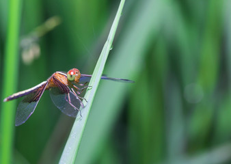 Dragonfly - Beautiful dragonfly on green leaf rice\

