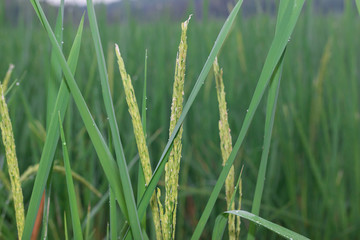 Jasmine Rice, close-up blurred background in paddy

