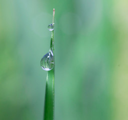 Water droplets on leaves

