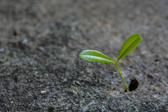 Plant Growing On Crack Grunge Cement Floor