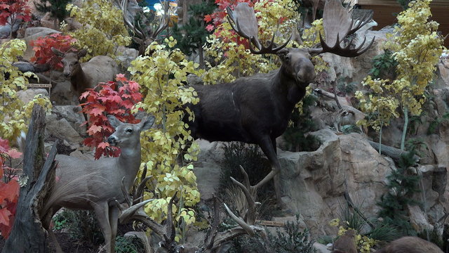 Moose deer wildlife taxidermy study 4K 074