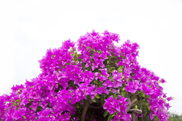 Stock Photo:.Pink Bougainvillea flower isolated on white backgro