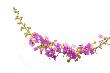 Stock Photo:.Lagerstroemia speciosa blurry background