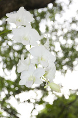 Stock Photo:.white orchid on the green background