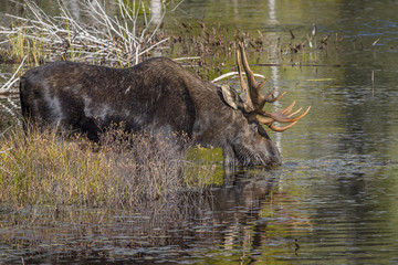 Large Bull Moose Foraging at the Edge of a Lake in Autumn