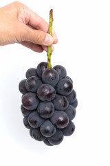 ブドウ　ニューピオーネ