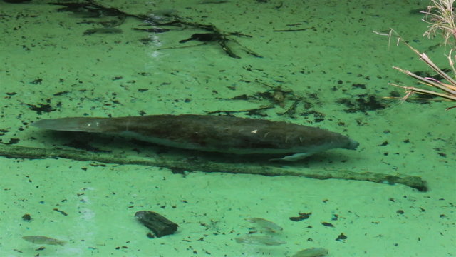 Manatee swims along river bottom HD 1909