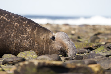 Male Southern Elephant Seal (Mirounga leonina) close up Profile.