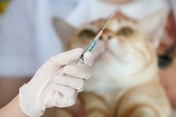 veterinarian is giving a cat a vaccination