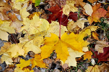 Different autumn colored, leaves laying on the ground